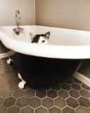 Kitty III