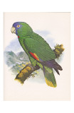 Red Necked Amazon no. 557