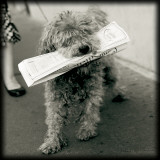Buy Paris Dog II at AllPosters.com
