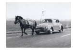 Pony Pulling Volkswagon, France