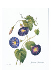 Buy Redoute Ipomaea Quamoclit at AllPosters.com