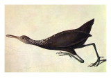 Limpkin