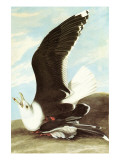 Great Black Backed Gull