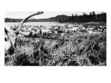 Buy Iliamna, Alaska - View of a Reindeer Herd at AllPosters.com