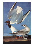 Bonapartes Gull