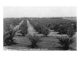 Texas - Rio Grande Valley Grapefruit Orchard