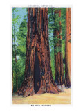 Buy Big Basin, California - Mother Tree at AllPosters.com