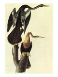 Anhinga