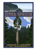 Sitka Spruce - Oregon's Largest - Oregon Coast