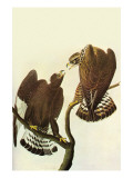 Roughlegged Hawk