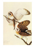 Barn Owl