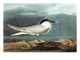 Buy American Coot at AllPosters.com