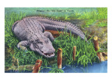 Florida - An Old-Timer in Florida, Alligator Poses