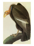 California Condor