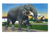 Sarasota, Florida - Ringling Brothers Circus; Elephant Holding Man with Mouth