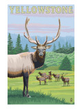 Yellowstone Nat'l Park - Elk Herd
