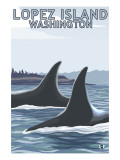 Lopez Island, WA - Orca Fins