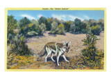 Buy View of the Desert Outlaw, the Coyote at AllPosters.com