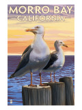 Morro Bay, CA - Sea Gulls
