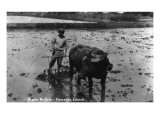 Hawaii - Farmer and Water Buffalo