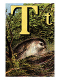 Buy T For the Tomtit Building Its Nest at AllPosters.com