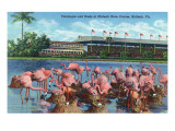 Buy Hialeah, Florida - View of Flamingos outside the Hialeah Race Course at AllPosters.com