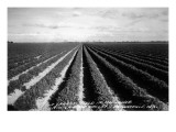Buy Brownsville, Texas - Lower Rio Grande Valley Carrot Field at AllPosters.com