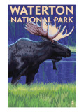 Waterton National Park, Canada - Moose at Night
