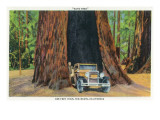 Buy Big Basin, California - The Auto Tree at AllPosters.com