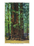 Buy Santa Cruz, California - Big Trees Park, Cathedral Group Trees at AllPosters.com