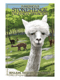 America's Stonehenge, New Hampshire - Alpacas