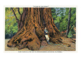 Buy Big Basin, California - Father of the Forest Tree, 5000 Years old at AllPosters.com