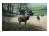 Germany - View of Stags in a Field