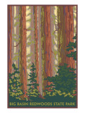 Big Basin Redwoods State Park - Forest View