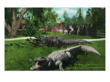 Los Angeles, California - Alligator Family at the Farm