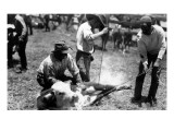 Branding Cattle Scene