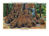 Big Basin, California - Woman Stands by Santa Clara Tree