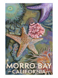 Morro Bay, CA - Tidepool