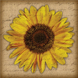 Buy Sun Flower at AllPosters.com