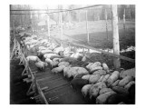 Hogbridge at A.L. Brown Farm, 1914