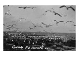 Port Isabel, Texas - Flocks of Gulls