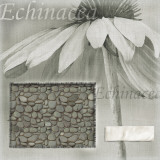 Buy Daisy at AllPosters.com