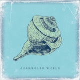 Buy Whelk at AllPosters.com