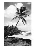 Buy Hawaii - Palms along the Beach at AllPosters.com