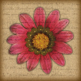 Buy Pink Gazania at AllPosters.com