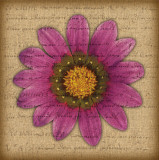 Buy Purple Gazania at AllPosters.com