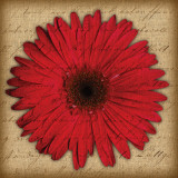 Buy Red Gerbera at AllPosters.com