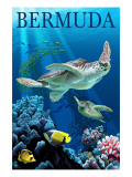Bermuda - Sea Turtles