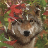 Autumn Encounter