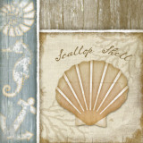 Scallop Shell